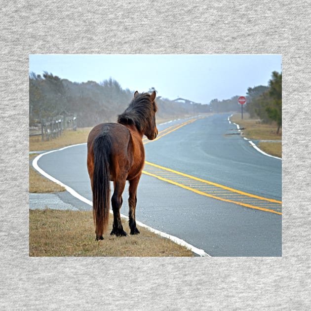 Assateague Pony Looking Down the Road by Swartwout